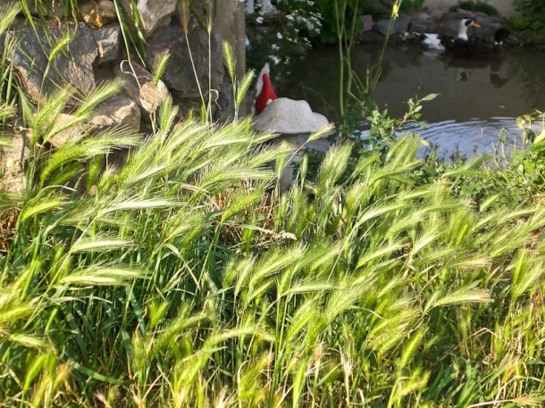 Natur